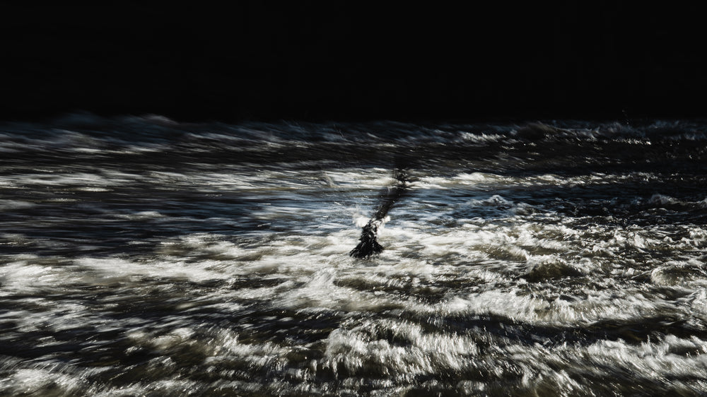 Ein Kormoran am Forstwerder