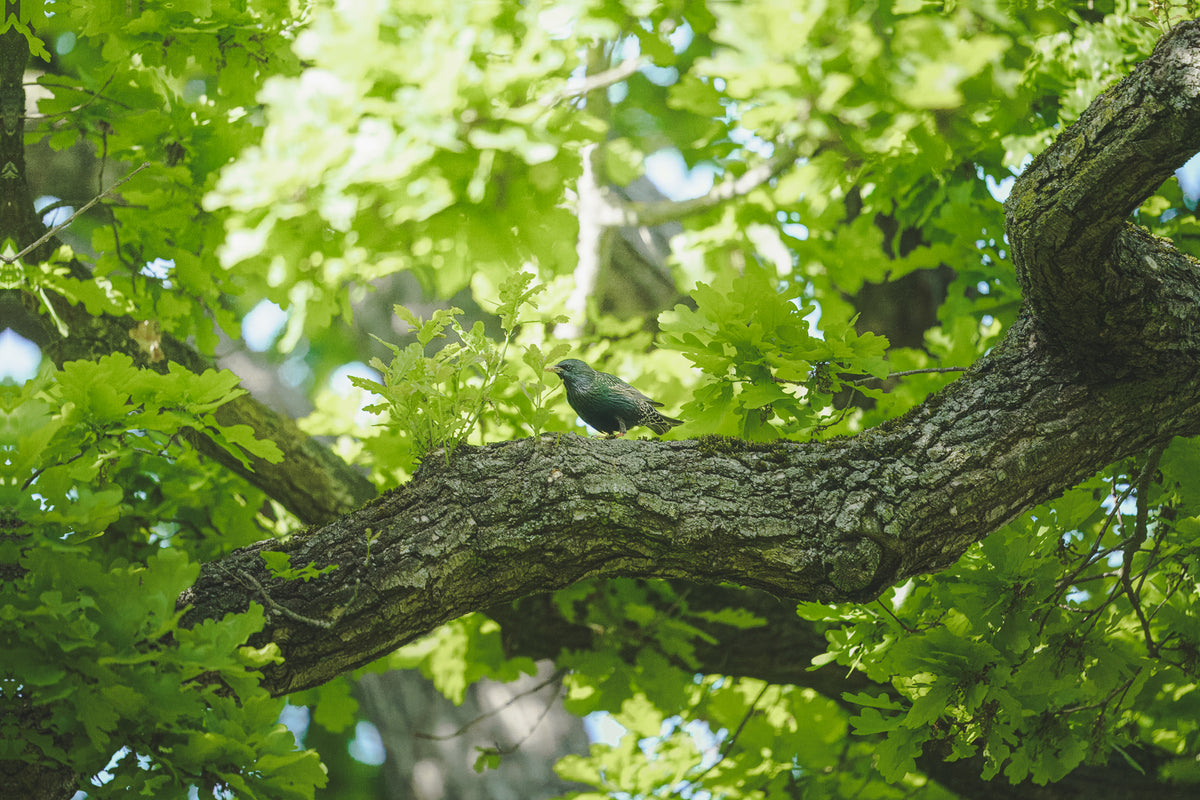 Stare im Gimritzer Park