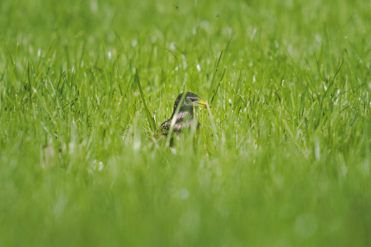 Stare im Gimritzer Park