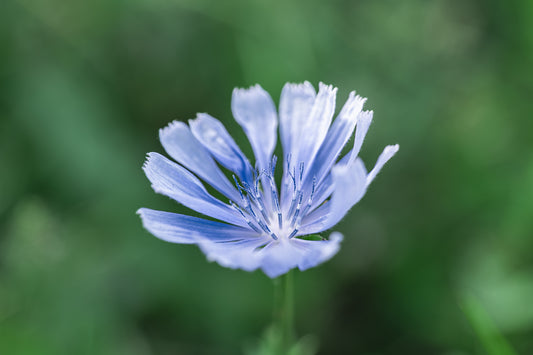 Wegwarte | Fine Art Print