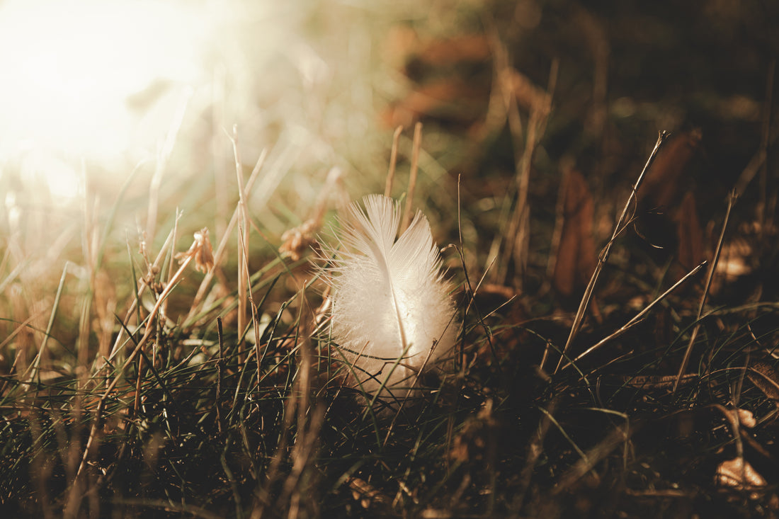 Eine Feder im Gras