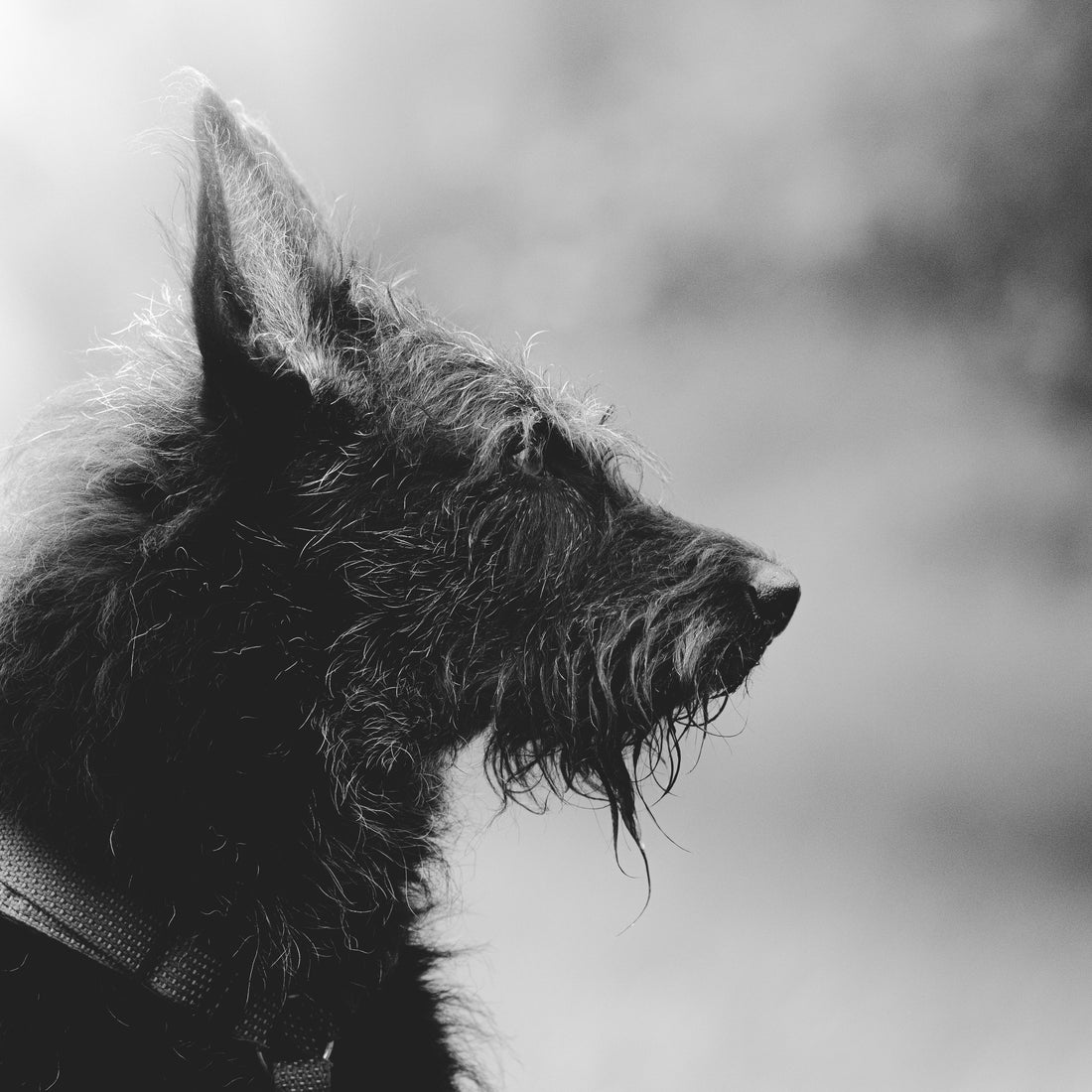 Portrait eines Schnauzer-Schäferhund-Mix in schwarz-weiß