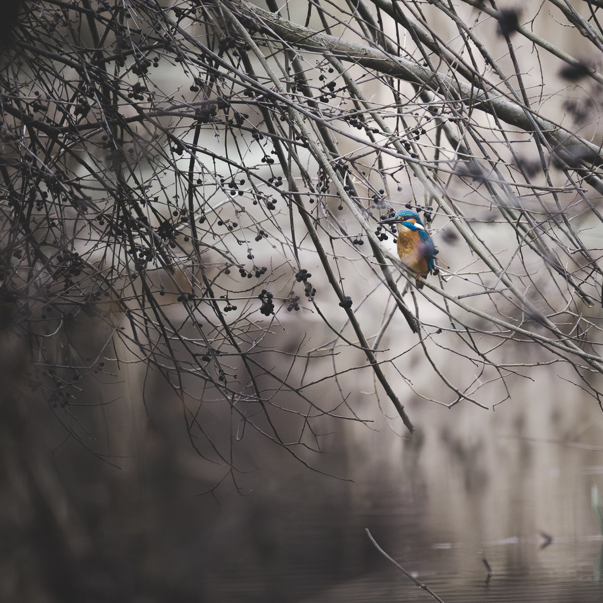 Ein Eisvogel