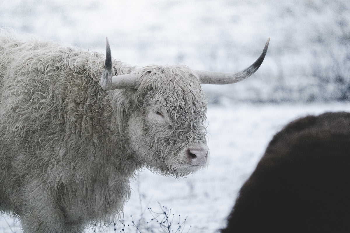 Schottische Hochlandrinder am Grabschützer See