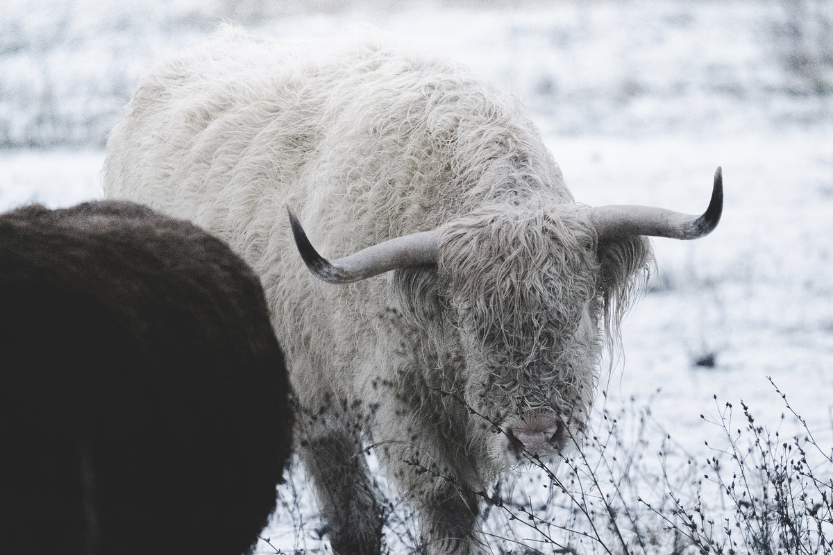 Schottische Hochlandrinder am Grabschützer See