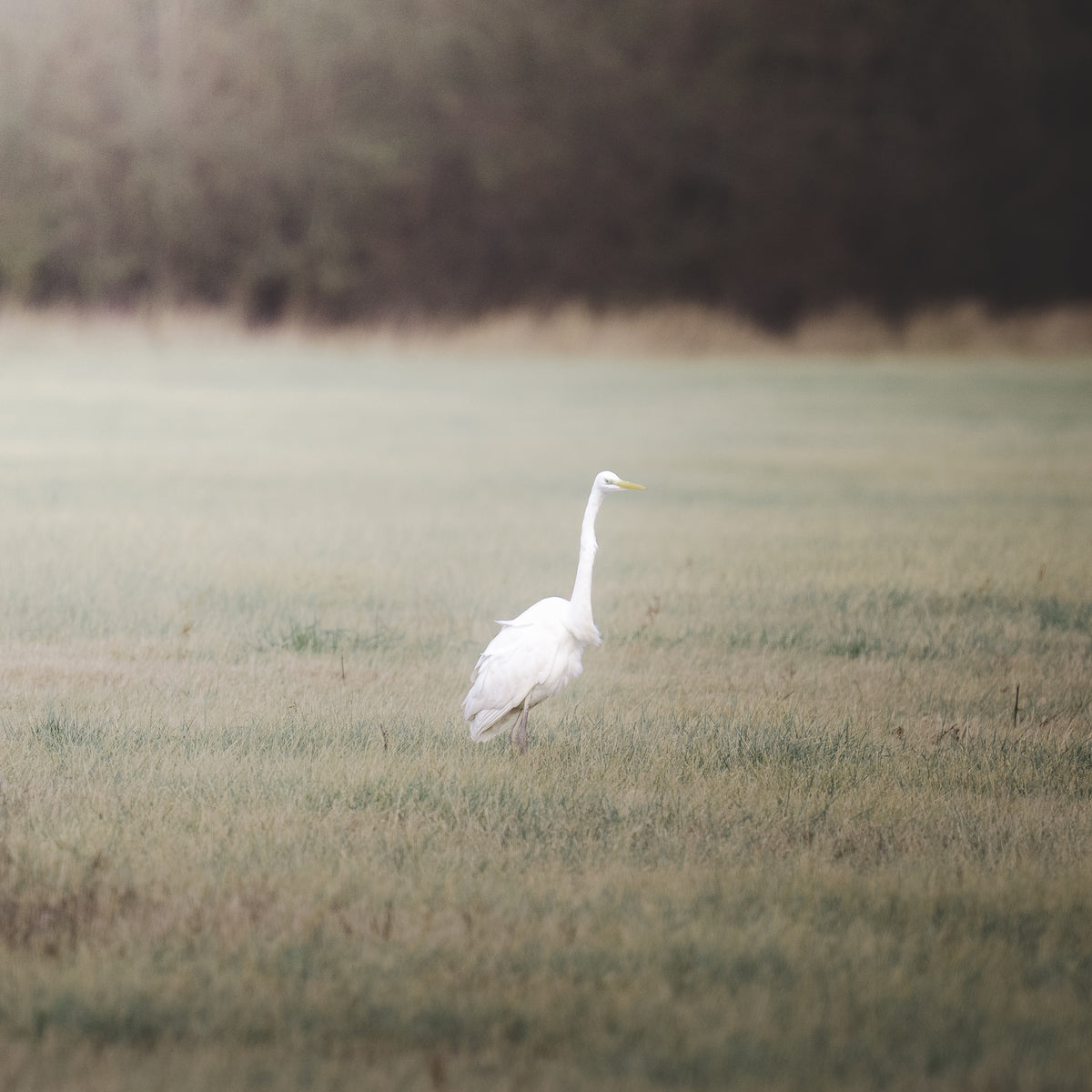 Ein Silberreiher in der Auenlandschaft