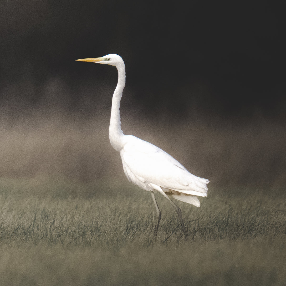 Ein Silberreiher in der Auenlandschaft