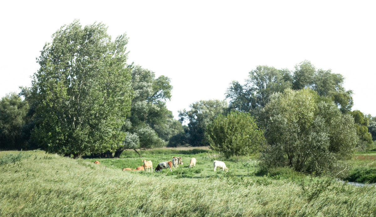 Kuhherde auf der Weide