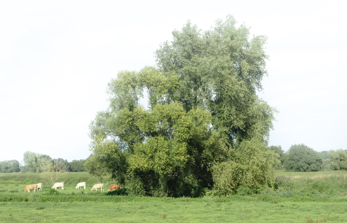 Kuhherde auf der Weide