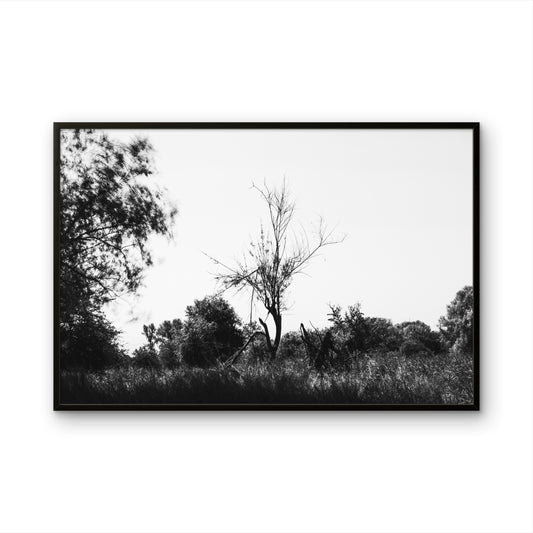 Mattes Poster 2 Sekunden Wind von Bachblatt – Gerahmte Schwarz-Weiß-Landschaft mit einem kahlen Baum.