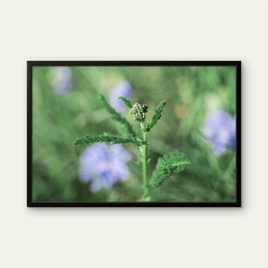 Gewöhnliche Schafgarbe 2 | Fine Art Print