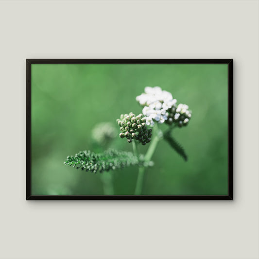 Gewöhnliche Schafgarbe 1 | Fine Art Print